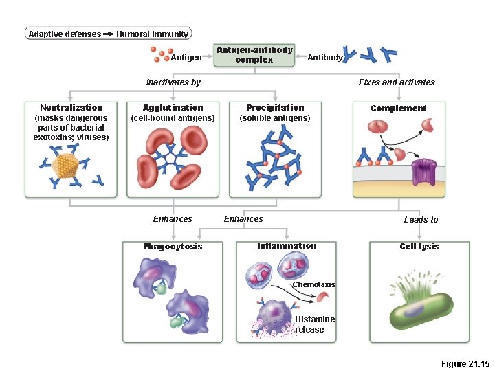 Adaptive defenses Humoral immunity Antigen-antibody complex Antibody Inactivates by Neutralization (masks dangerous parts of Adaptive defenses Humoral immunity Antigen-antibody complex Antibody Inactivates by Neutralization (masks dangerous parts of