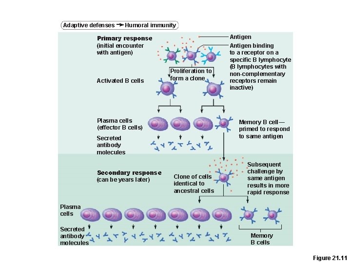 Adaptive defenses Humoral immunity Primary response (initial encounter with antigen) Activated B cells Proliferation Adaptive defenses Humoral immunity Primary response (initial encounter with antigen) Activated B cells Proliferation