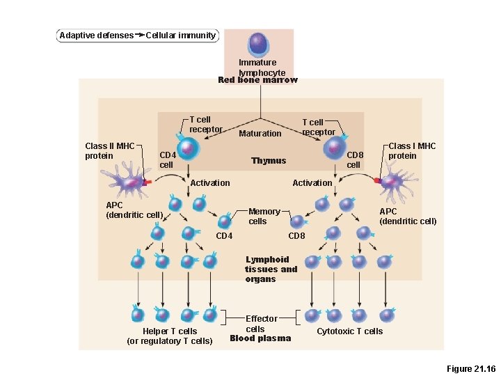 Adaptive defenses Cellular immunity Immature lymphocyte Red bone marrow T cell receptor Class II Adaptive defenses Cellular immunity Immature lymphocyte Red bone marrow T cell receptor Class II