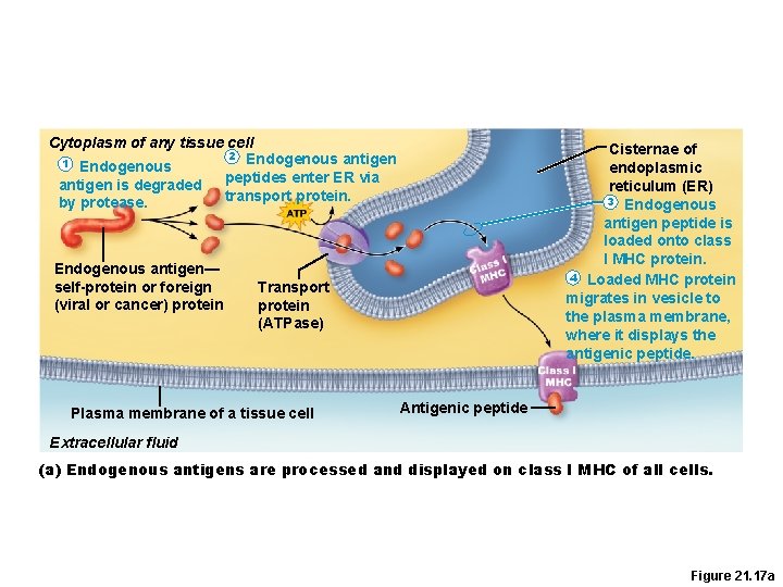 Cytoplasm of any tissue cell 2 Endogenous antigen 1 Endogenous peptides enter ER via Cytoplasm of any tissue cell 2 Endogenous antigen 1 Endogenous peptides enter ER via
