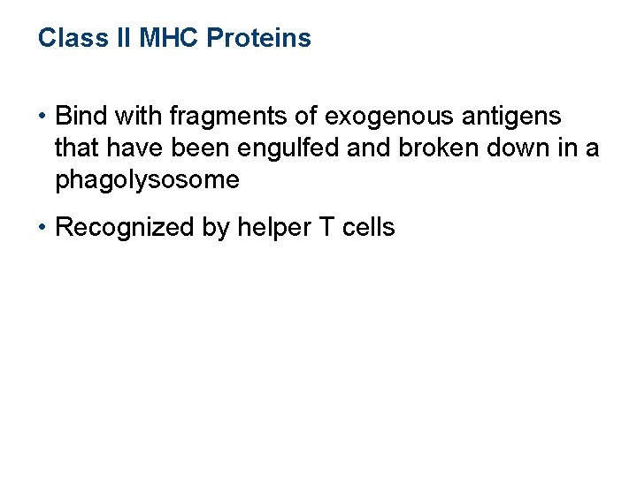Class II MHC Proteins • Bind with fragments of exogenous antigens that have been Class II MHC Proteins • Bind with fragments of exogenous antigens that have been