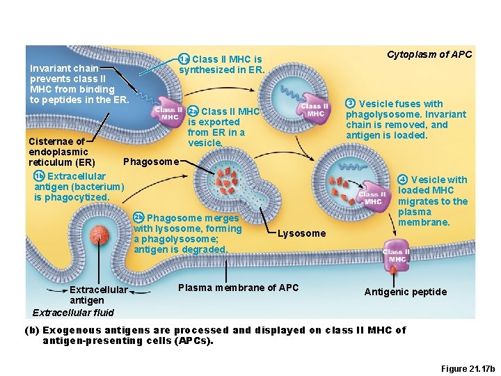 Cytoplasm of APC 1 a Class II MHC is synthesized in ER. Invariant chain Cytoplasm of APC 1 a Class II MHC is synthesized in ER. Invariant chain