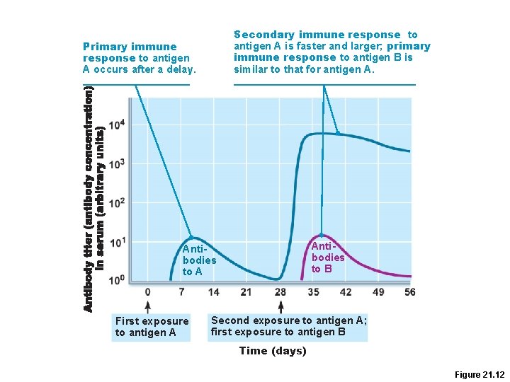 Secondary immune response to antigen A is faster and larger; primary immune response to Secondary immune response to antigen A is faster and larger; primary immune response to