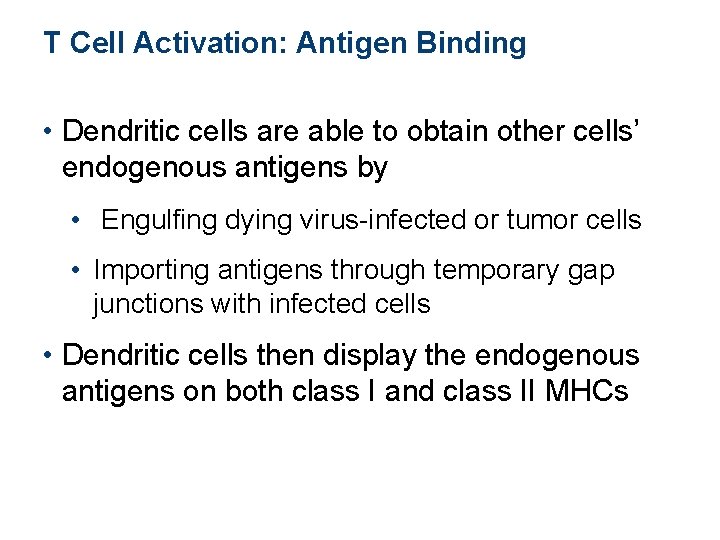 T Cell Activation: Antigen Binding • Dendritic cells are able to obtain other cells’ T Cell Activation: Antigen Binding • Dendritic cells are able to obtain other cells’
