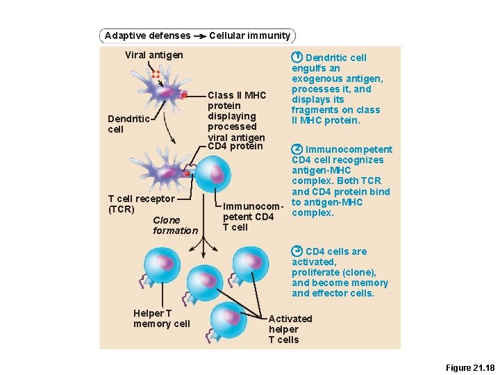 Adaptive defenses Cellular immunity 1 Dendritic cell Viral antigen Dendritic cell T cell receptor Adaptive defenses Cellular immunity 1 Dendritic cell Viral antigen Dendritic cell T cell receptor