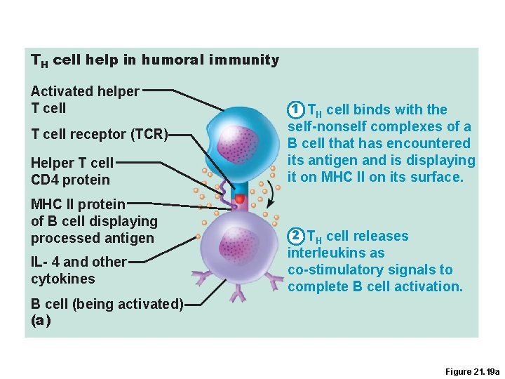 TH cell help in humoral immunity Activated helper T cell 1 TH cell binds TH cell help in humoral immunity Activated helper T cell 1 TH cell binds