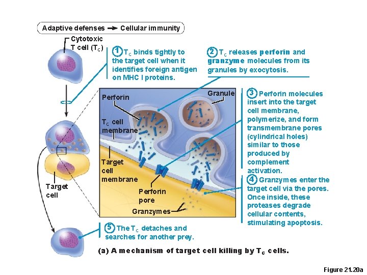 Adaptive defenses Cytotoxic T cell (TC) Cellular immunity 1 TC binds tightly to the Adaptive defenses Cytotoxic T cell (TC) Cellular immunity 1 TC binds tightly to the
