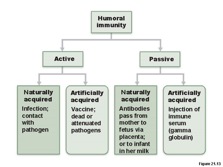 Humoral immunity Active Passive Naturally acquired Artificially acquired Infection; contact with pathogen Vaccine; dead Humoral immunity Active Passive Naturally acquired Artificially acquired Infection; contact with pathogen Vaccine; dead