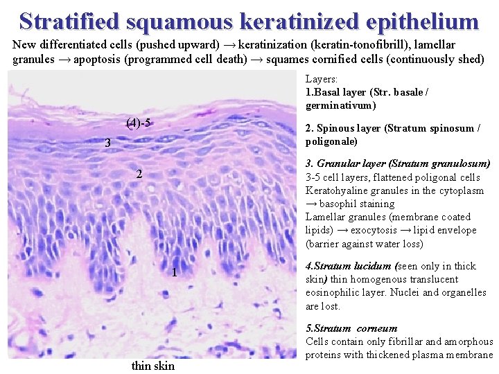 Stratified squamous keratinized epithelium New differentiated cells (pushed upward) → keratinization (keratin-tonofibrill), lamellar granules