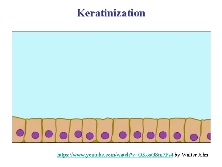 Keratinization https: //www. youtube. com/watch? v=OKos. GSm 7 Ps 4 by Walter Jahn 