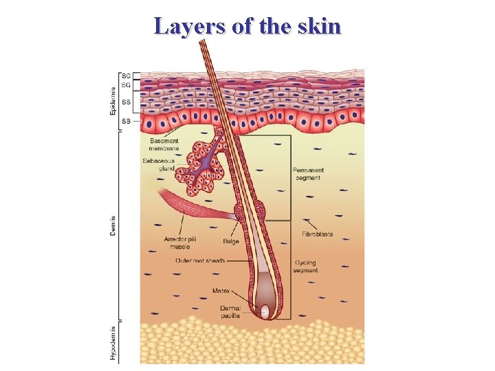Layers of the skin 