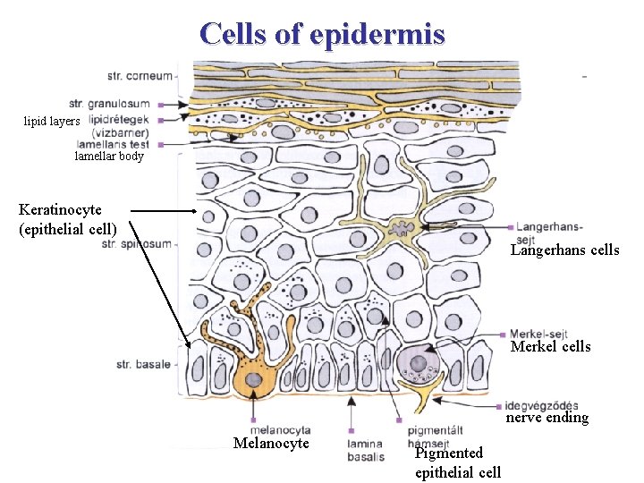 Cells of epidermis lipid layers lamellar body Keratinocyte (epithelial cell) Langerhans cells Merkel cells
