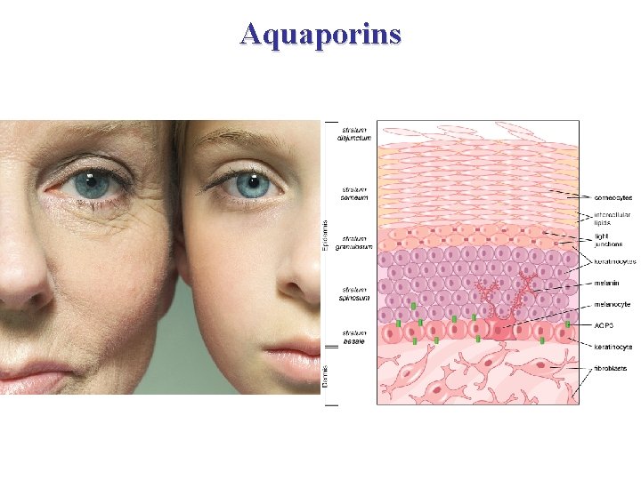 Aquaporins 