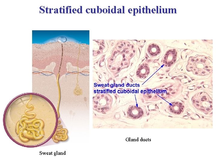 Stratified cuboidal epithelium Gland ducts Sweat gland 