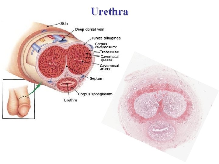 Urethra 