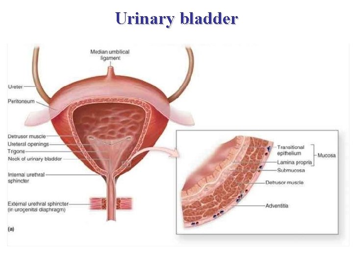 Urinary bladder 