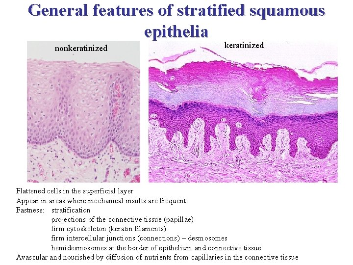 General features of stratified squamous epithelia nonkeratinized Flattened cells in the superficial layer Appear