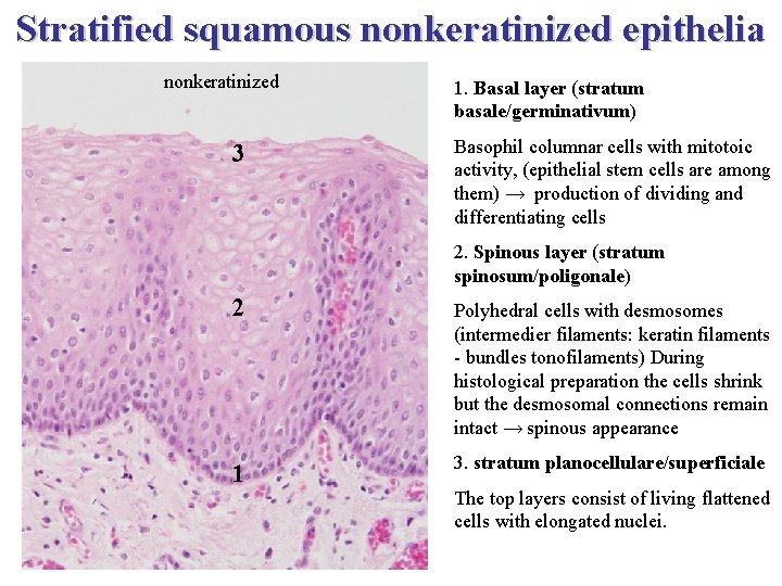 Stratified squamous nonkeratinized epithelia nonkeratinized 3 1. Basal layer (stratum basale/germinativum) Basophil columnar cells