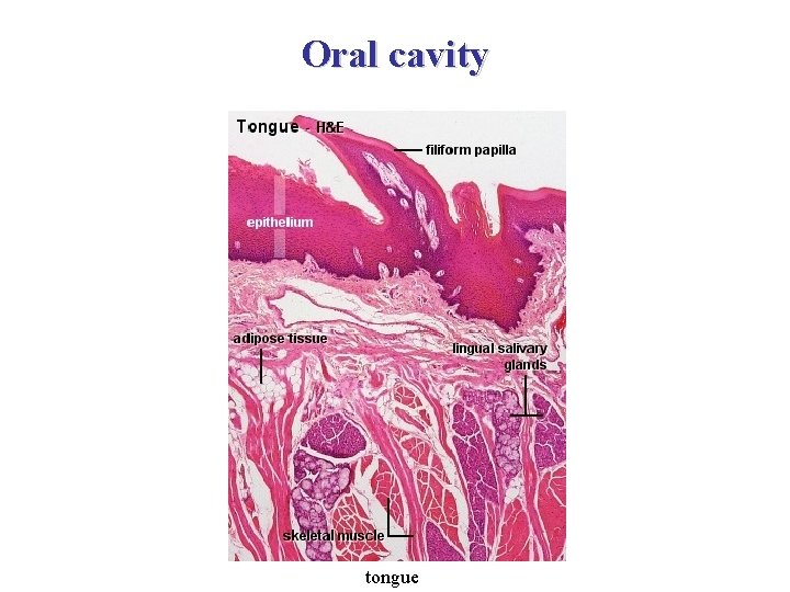 Oral cavity tongue 