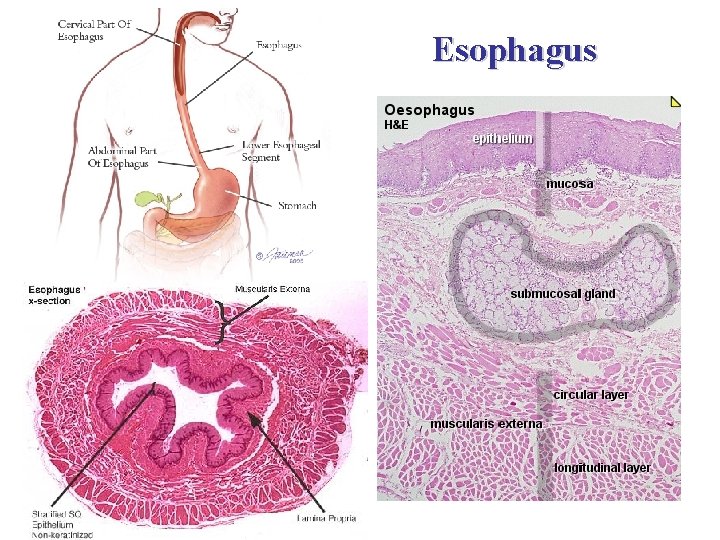 Esophagus 