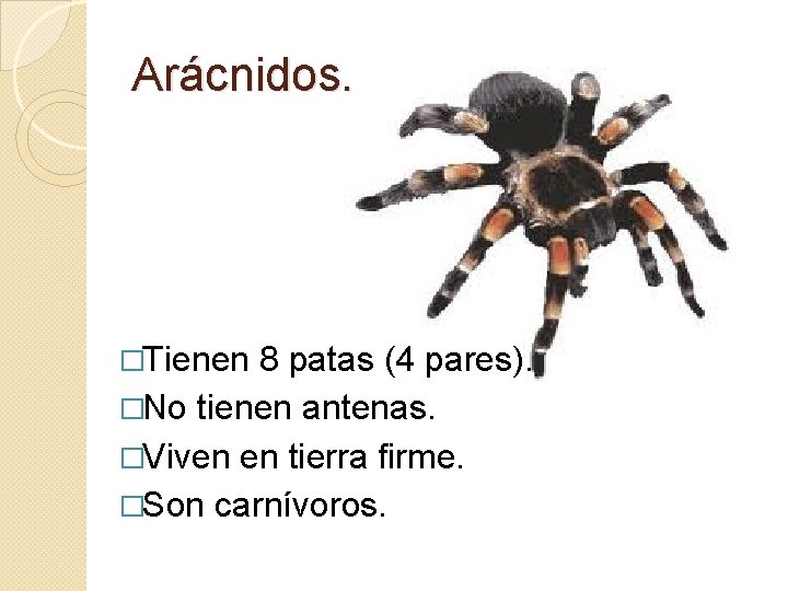 Arácnidos. �Tienen 8 patas (4 pares). �No tienen antenas. �Viven en tierra firme. �Son