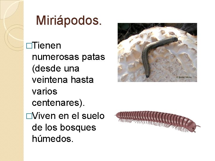Miriápodos. �Tienen numerosas patas (desde una veintena hasta varios centenares). �Viven en el suelo