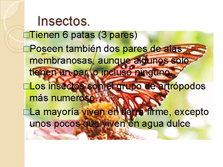 Insectos. �Tienen 6 patas (3 pares) �Poseen también dos pares de alas membranosas, aunque