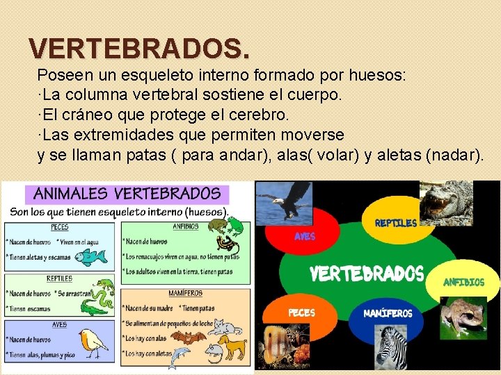 VERTEBRADOS. Poseen un esqueleto interno formado por huesos: ·La columna vertebral sostiene el cuerpo.