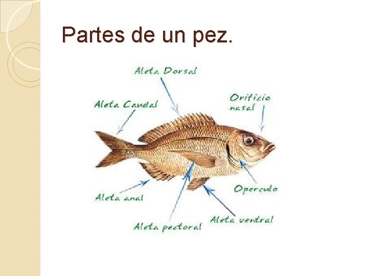 Partes de un pez. 