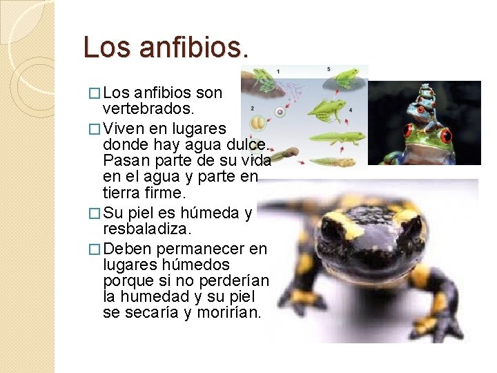 Los anfibios. � Los anfibios son vertebrados. � Viven en lugares donde hay agua