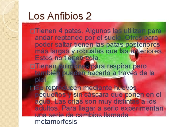 Los Anfibios 2 �Tienen 4 patas. Algunos las utilizan para andar reptando por el