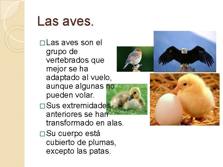 Las aves. � Las aves son el grupo de vertebrados que mejor se ha