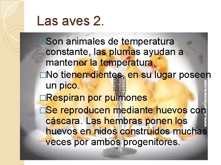 Las aves 2. �Son animales de temperatura constante, las plumas ayudan a mantener la