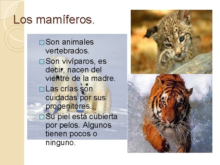 Los mamíferos. � Son animales vertebrados. � Son vivíparos, es decir, nacen del vientre