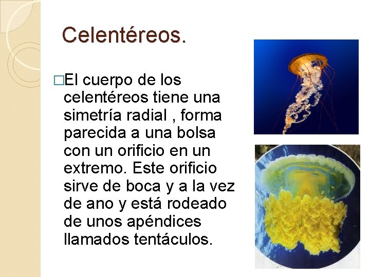 Celentéreos. �El cuerpo de los celentéreos tiene una simetría radial , forma parecida a