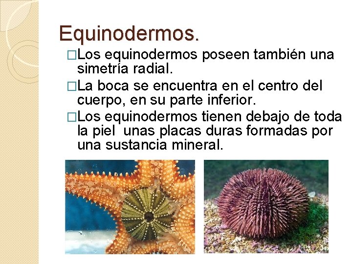 Equinodermos. �Los equinodermos poseen también una simetría radial. �La boca se encuentra en el