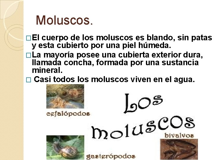 Moluscos. �El cuerpo de los moluscos es blando, sin patas y esta cubierto por