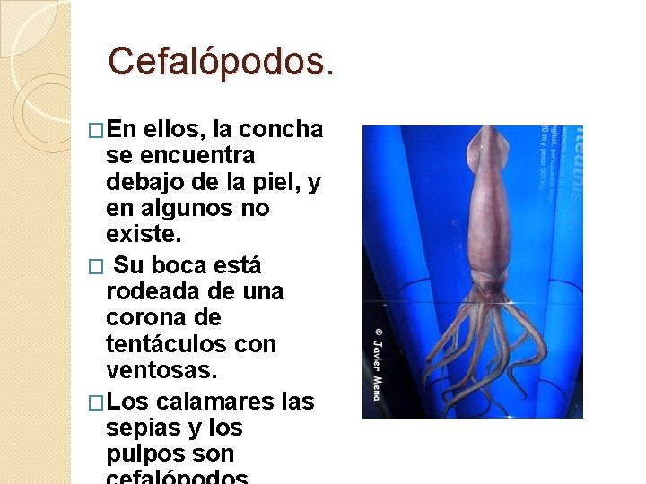 Cefalópodos. �En ellos, la concha se encuentra debajo de la piel, y en algunos