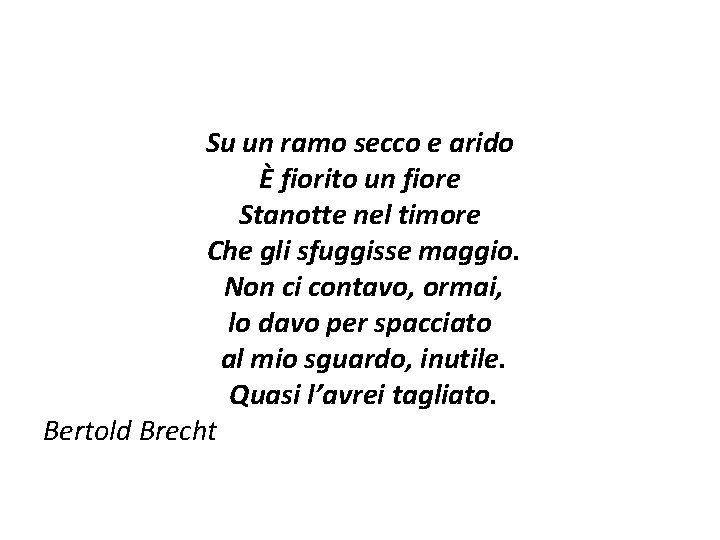 Su un ramo secco e arido È fiorito un fiore Stanotte nel timore Che