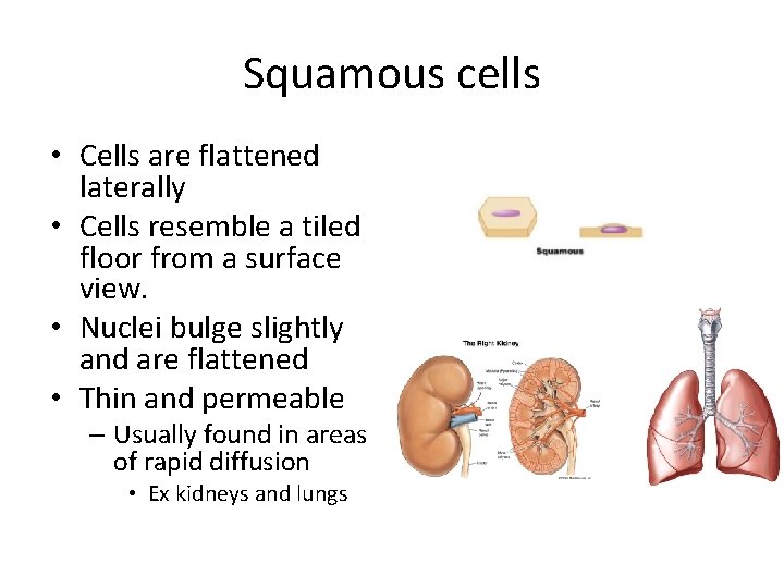 Squamous cells • Cells are flattened laterally • Cells resemble a tiled floor from Squamous cells • Cells are flattened laterally • Cells resemble a tiled floor from