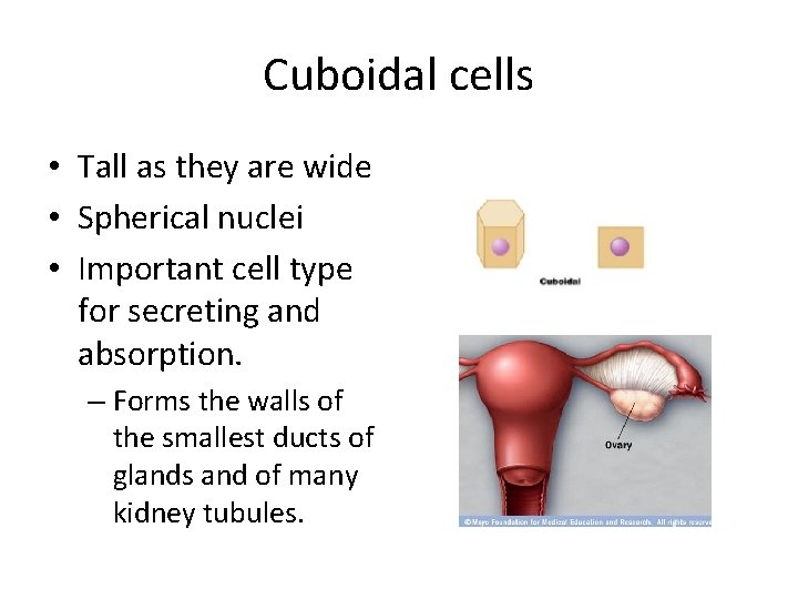 Cuboidal cells • Tall as they are wide • Spherical nuclei • Important cell Cuboidal cells • Tall as they are wide • Spherical nuclei • Important cell