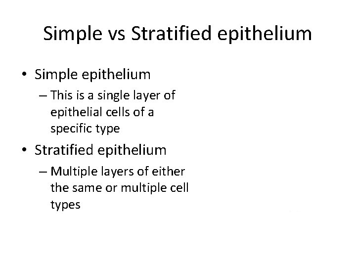 Simple vs Stratified epithelium • Simple epithelium – This is a single layer of Simple vs Stratified epithelium • Simple epithelium – This is a single layer of
