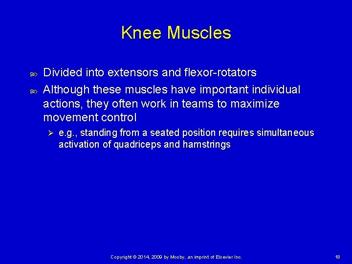 Knee Muscles Divided into extensors and flexor-rotators Although these muscles have important individual actions,
