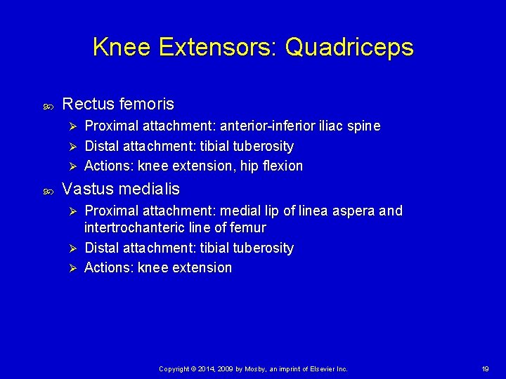 Knee Extensors: Quadriceps Rectus femoris Proximal attachment: anterior-inferior iliac spine Ø Distal attachment: tibial