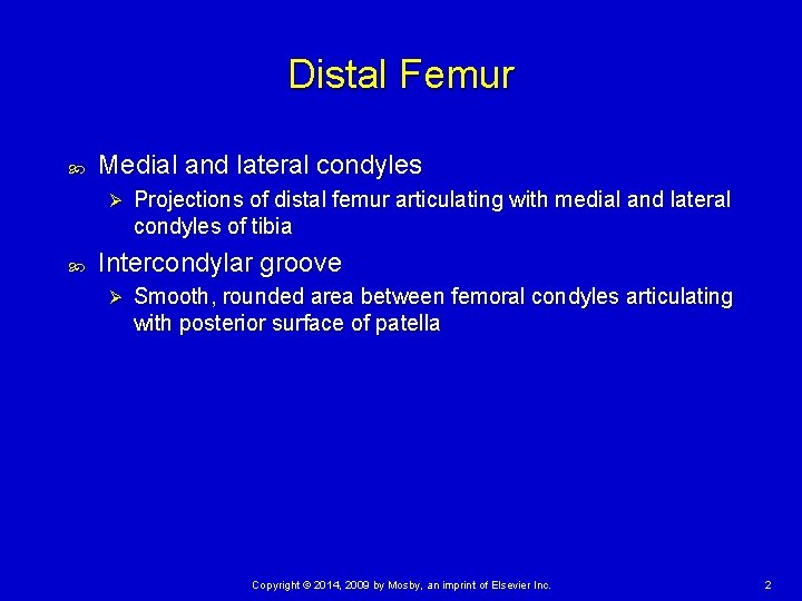 Distal Femur Medial and lateral condyles Ø Projections of distal femur articulating with medial