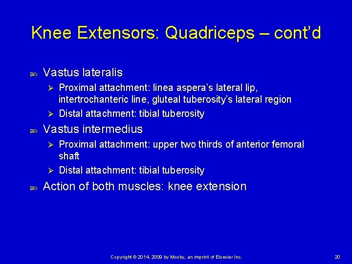 Knee Extensors: Quadriceps – cont’d Vastus lateralis Proximal attachment: linea aspera’s lateral lip, intertrochanteric