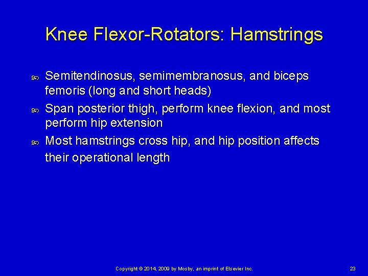 Knee Flexor-Rotators: Hamstrings Semitendinosus, semimembranosus, and biceps femoris (long and short heads) Span posterior