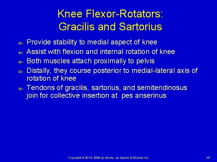 Knee Flexor-Rotators: Gracilis and Sartorius Provide stability to medial aspect of knee Assist with