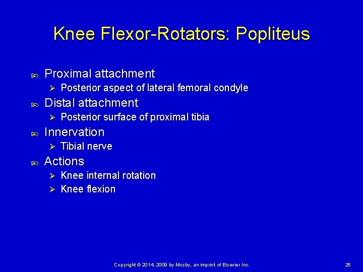 Knee Flexor-Rotators: Popliteus Proximal attachment Ø Distal attachment Ø Posterior surface of proximal tibia