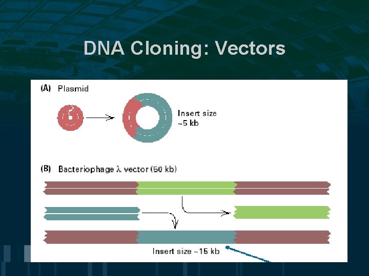 DNA Cloning: Vectors 11 